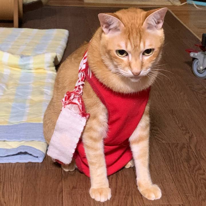 Dcc4c9bf e63d 4881 ae4e f39c3e66a937 1594566149250