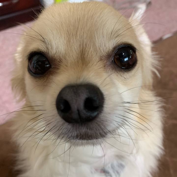 Dcc681d6 9a77 4042 95ba a40d70ce1260 1559433237064