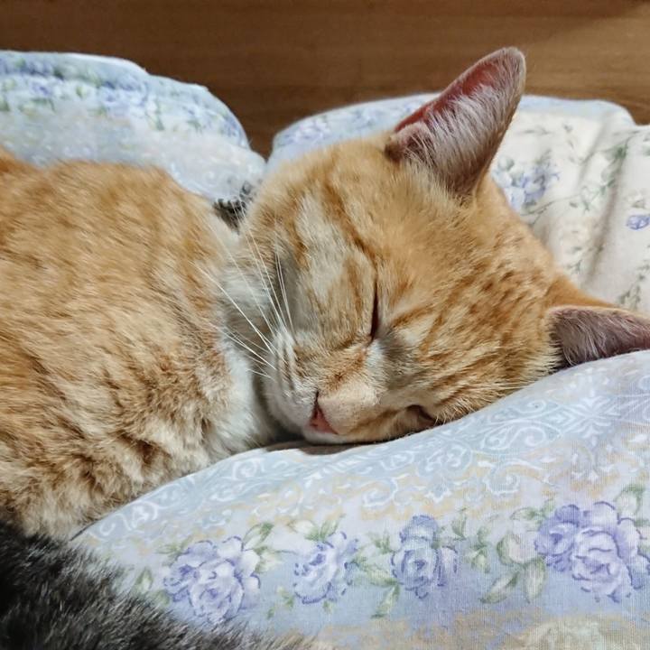 Dcc8eadd 6455 4883 8bdb d97ca02f7f03 1587818834700