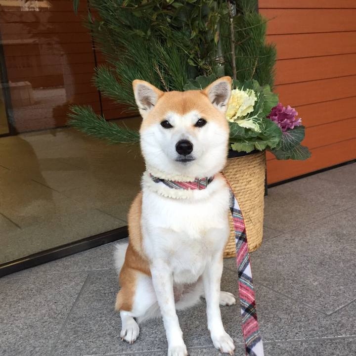 Dcc99641 a6ee 4a43 9237 b90398616abf 1514456709120