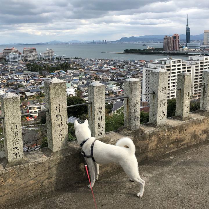 Dccaafb3 7db5 4eed 9ba8 3b40335790de 1544320952538