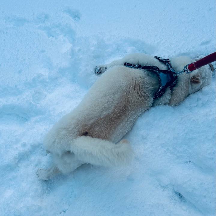 Dccab9b4 f25c 4572 af84 23d9bf9498dc 1731969424747