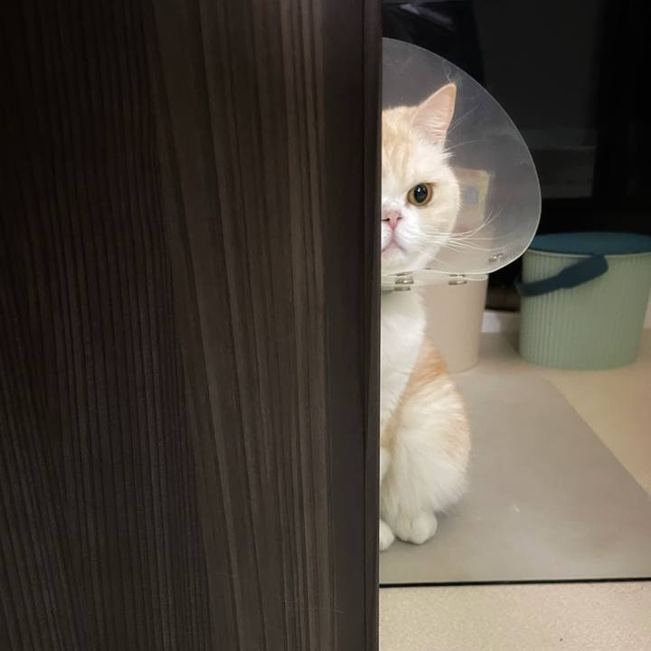 Dccaf610 9d22 4480 b9a5 0ed0c84a09ab 1757336301534