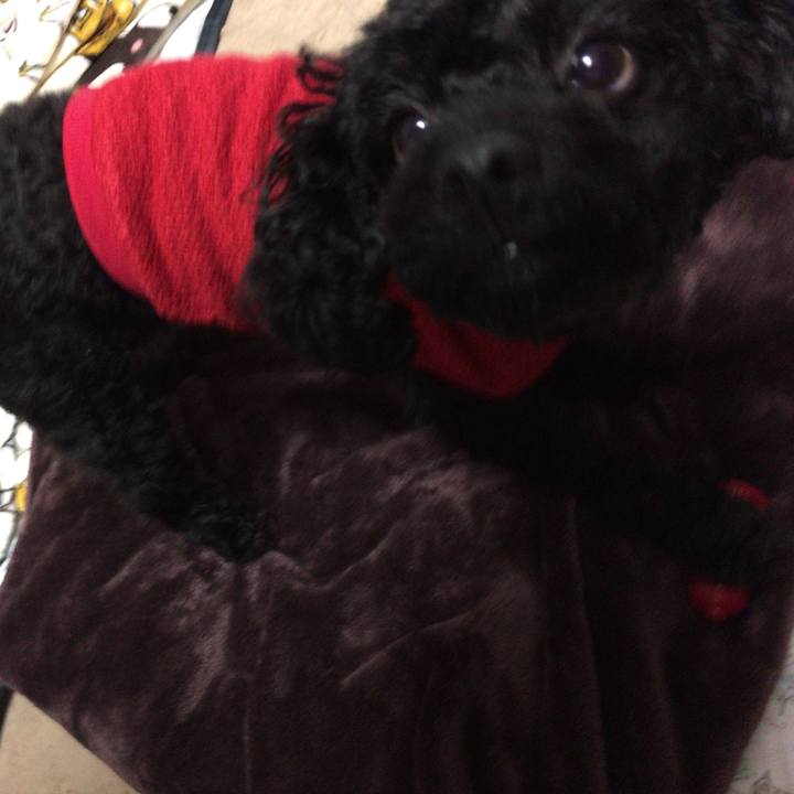 Dccc8f3f f274 425d 9c69 b88434075ee5 1508906872369