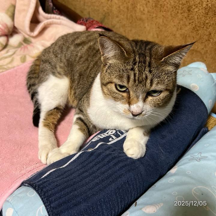 Dccd3158 0b4c 4d62 9350 7e8c935c4a06 1764886412876