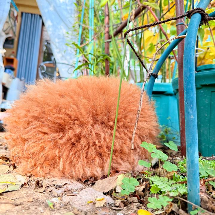 Dccd4326 ba7f 4ff7 b6c8 cc025a79d5b9 1764892506032