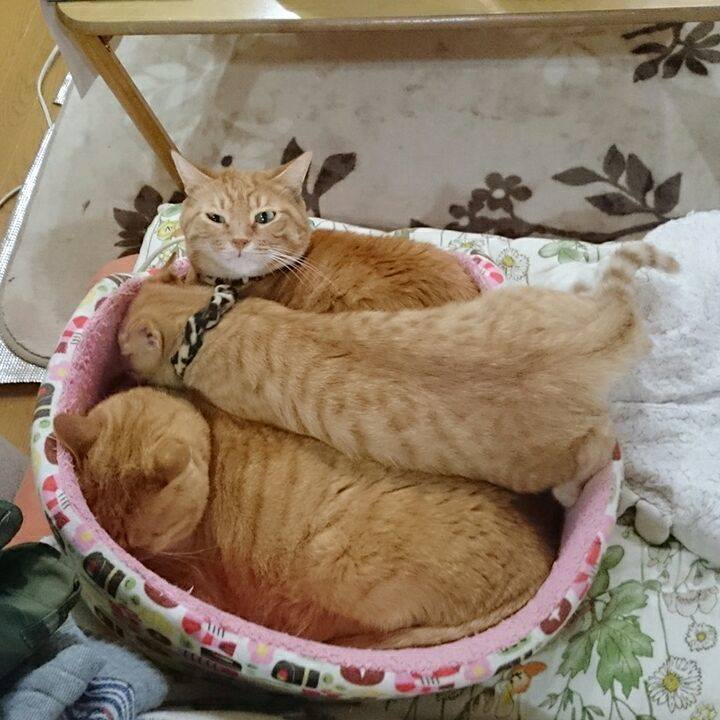 Dcd26386 a2c8 4812 9c77 7a8de878e81c 1544786728374