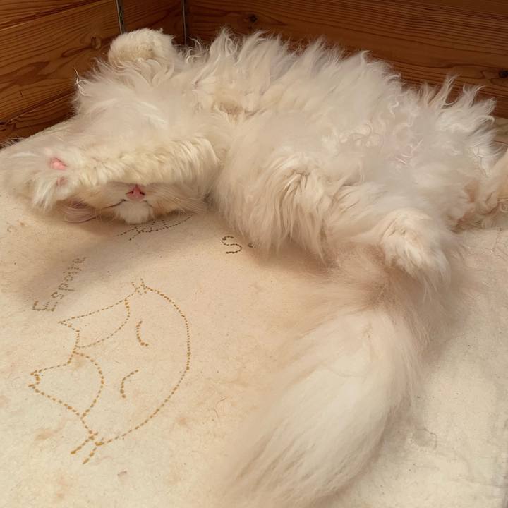 Dcd2ebf2 ae30 4ccd 8830 be89696978bd 1734648696912