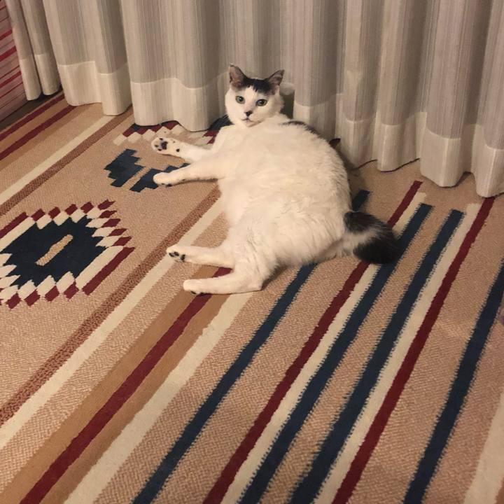 Dcd3362a 1a91 4ac1 aa9a e3810dff819e 1559652727682