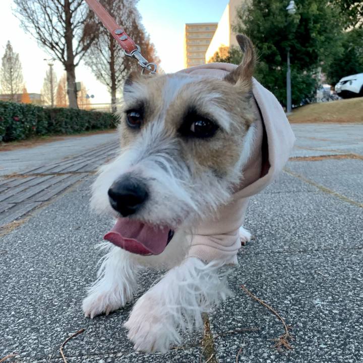 Dcd4d35e 2fdc 40f8 bb3a a0d93e484488 1608463107531