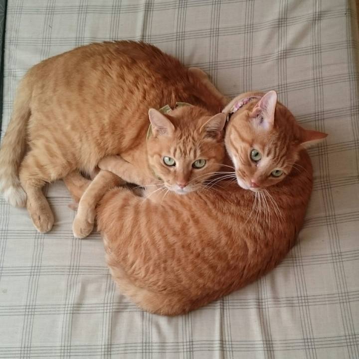 Dcd58be8 37a7 4d42 ae92 2ba92b23d294 1509082682205