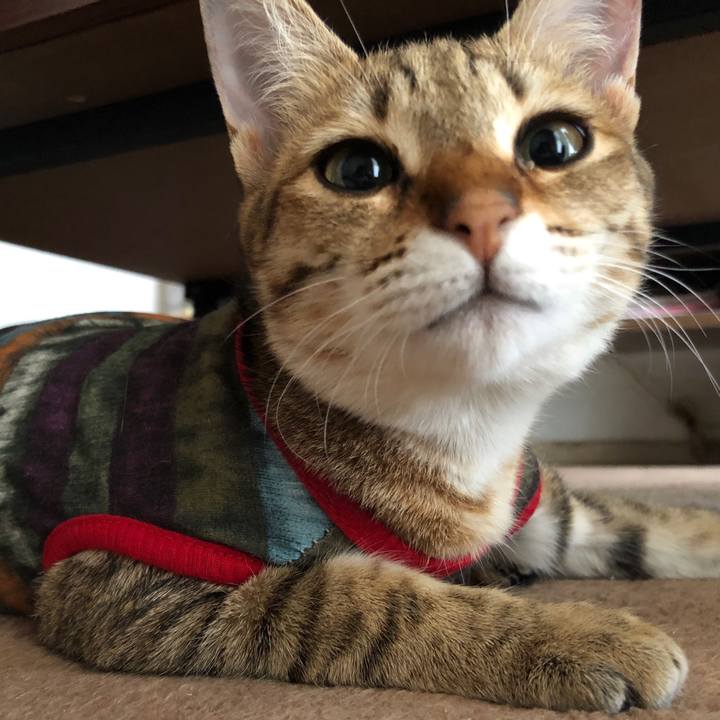 Dcd74ead 2e03 4411 bdff e3064a60565a 1586224831371