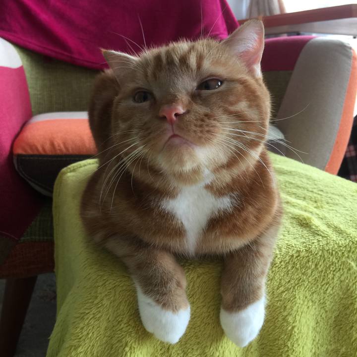 Dcd97ef2 d788 4853 8a07 8da14175fb1f 1510705225008