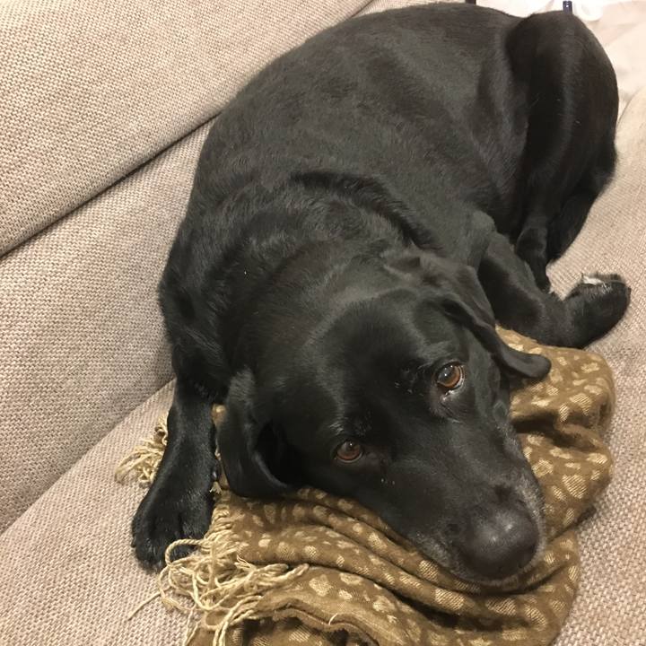 Dcda6346 d5c0 44be b66b 4d9268dd55ab 1515456056217