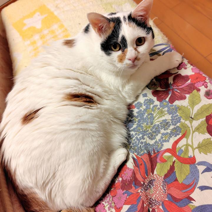 Dcdbe643 e2f7 47b1 b6cd 3fa3896b760f 1767104448918