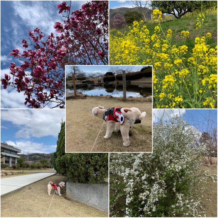 Dcdcc344 4db4 46e8 9442 bbdcdd24587d 1584012282854