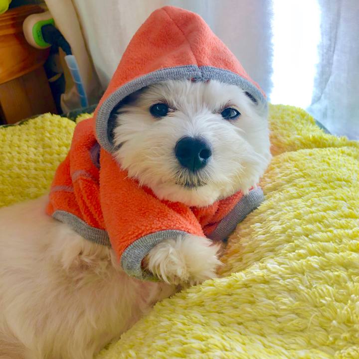 Dcde819b 276a 4a91 90db f4d85f0c38bb 1544957169429