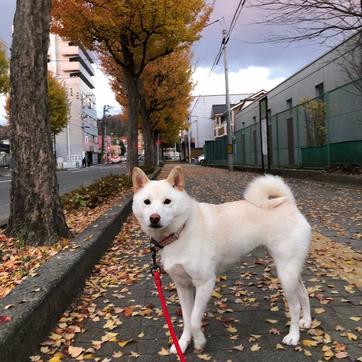 Dce1d80f eac0 49b2 835b 99c2e21f513e 1543376168121