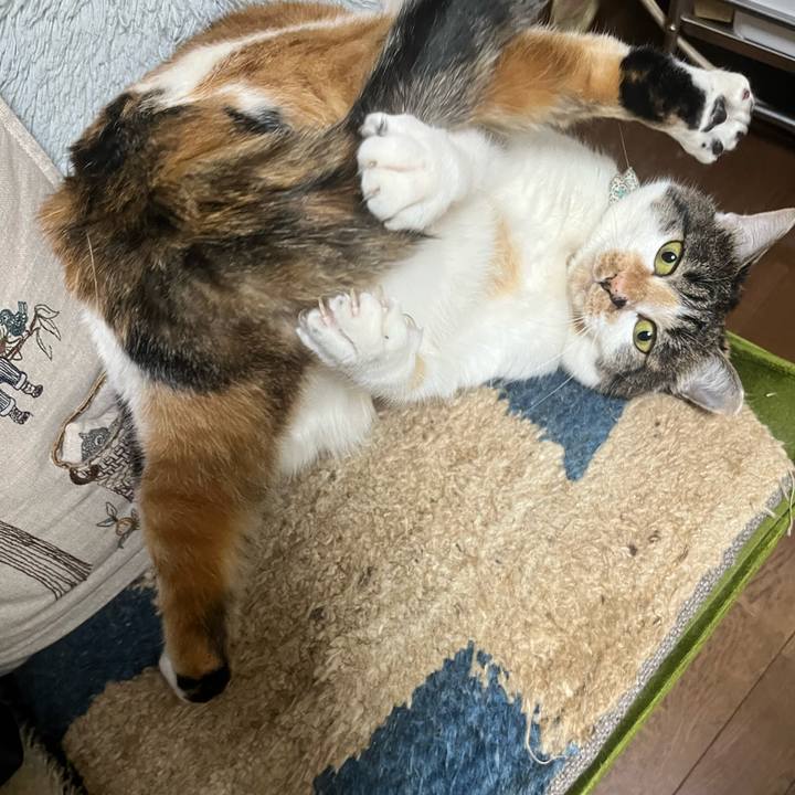 Dce56a7c 86a7 46b7 952f db6c29f46f54 1769825129078