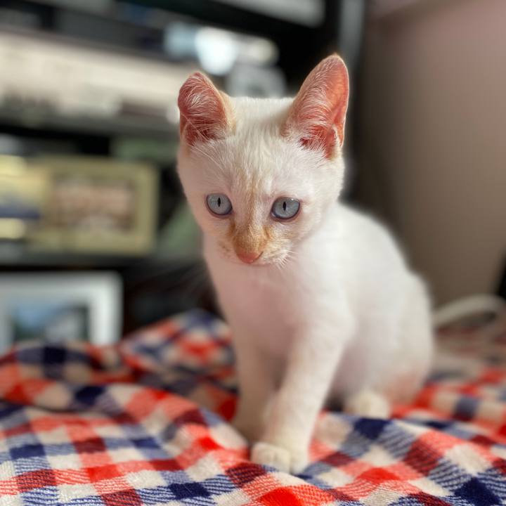 Dce845ed 74c5 43c4 8983 f368fa4476bf 1574037521658