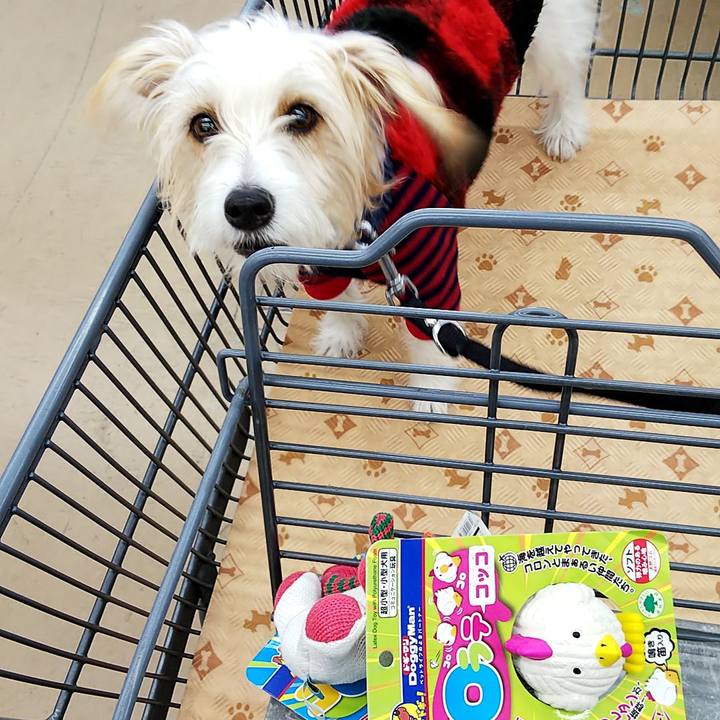 Dce8c7f0 0346 41ef 804d 2aeafd9fbaab 1544944923426