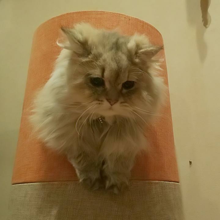 Dce940b4 1984 44e0 8dc6 1491e5950fc1 1588927067881