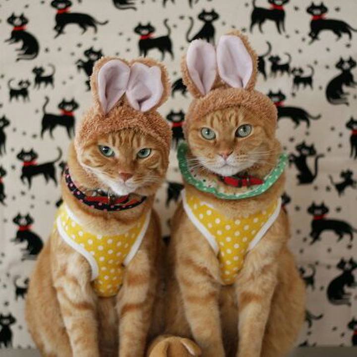 Dcea339e 78fd 400a 9a0c 5a9122befe57 1509768918191