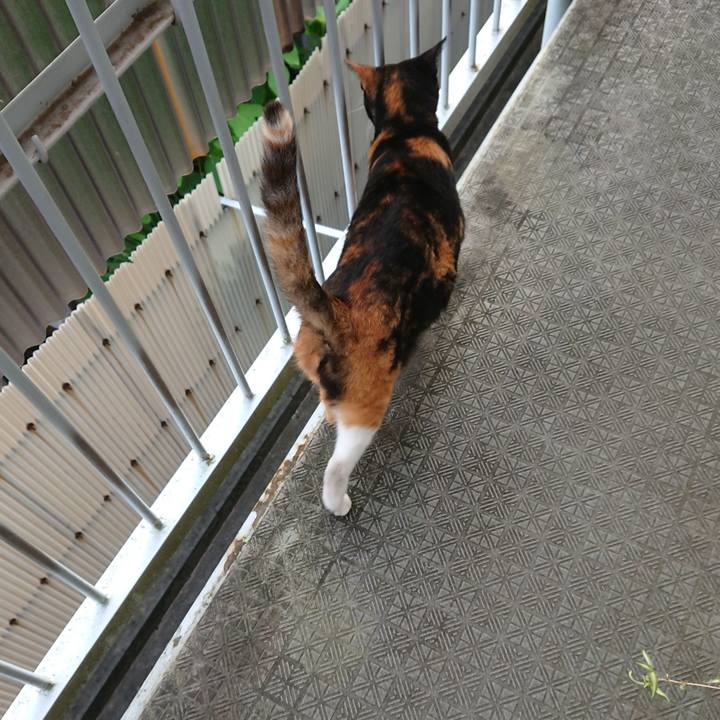 Dceba3f8 bfaa 4420 8442 ee9fb4a606a8 1596585283811