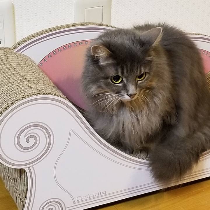 Dcec2079 875a 40f0 ad05 8bfc9e1a14da 1577453003801