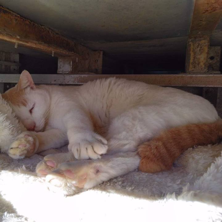 Dcf083cf 85e2 4f84 adca a23f64eb3b68 1667473462434