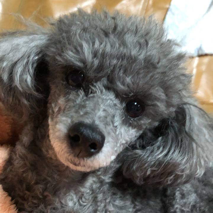 Dcf4b981 3d70 4696 a65e 9e5f00af324b 1545141405737