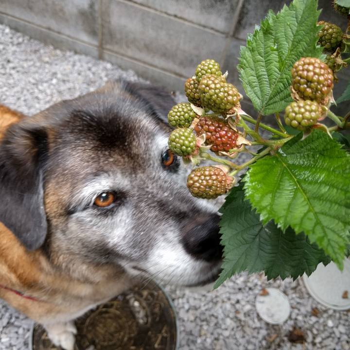 Dcf64c12 f692 4259 91dd b231e4dc778f 1529022176030