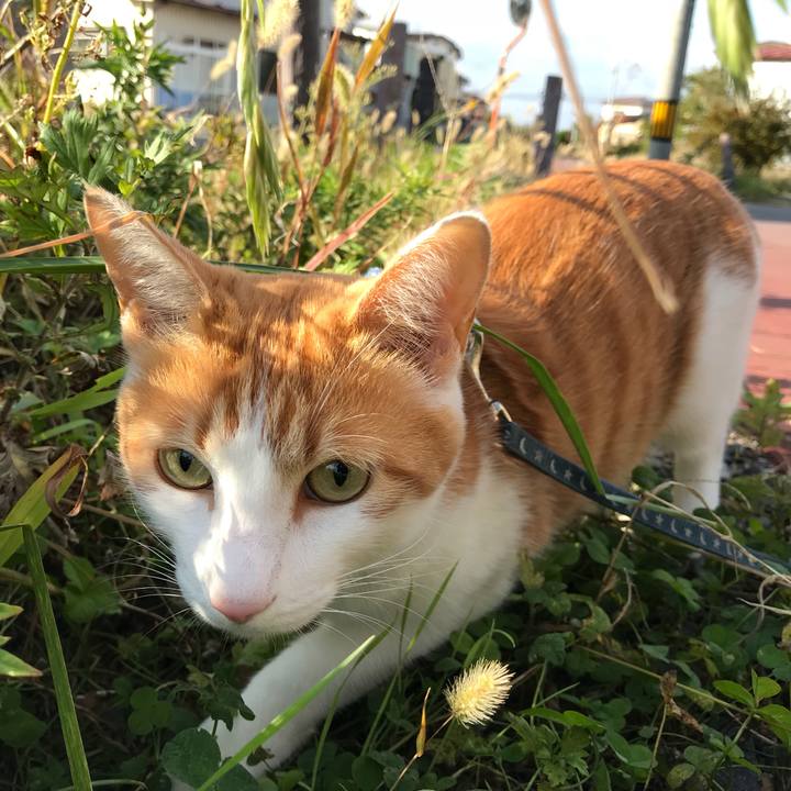 Dcf705c3 edfc 4d0f 8660 1feddf9c27bc 1509411210018