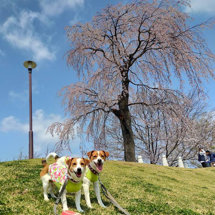 Dcf7e0c6 6fe2 4c44 ac1a abb9fa558301 1774773920712