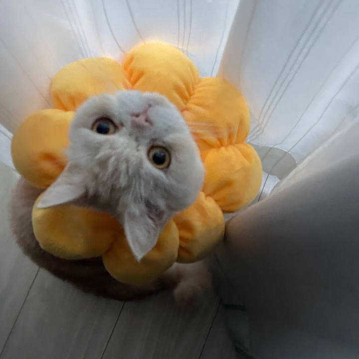 Dcf810ae 7293 4b31 bbb3 c9702b20a5cc 1766015621837