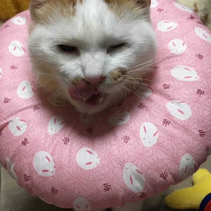 Dcf8795b e645 4b9c 85cc 7c5b32d7d689 1549886671464