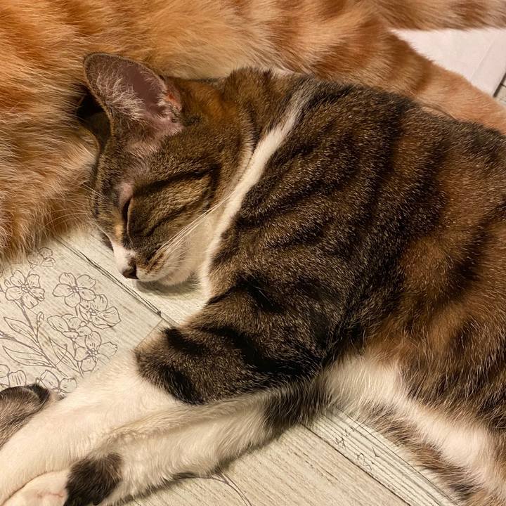 Dcfcec70 602b 4503 9576 6ba6ef77935a 1585156284198