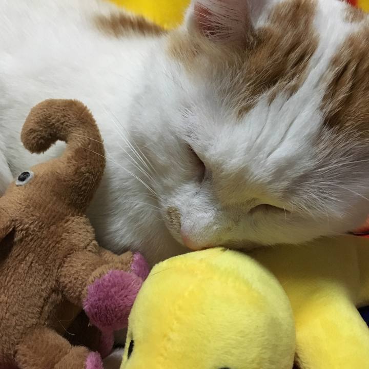 Dcfd8cbe 7802 4960 881c 6d2ae97b93bb 1521206075087