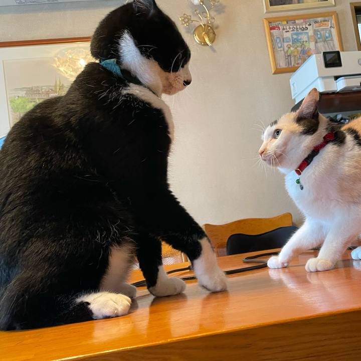 Dcfdd8f9 a6da 4306 ab80 0c45a3ab06b9 1725411285807