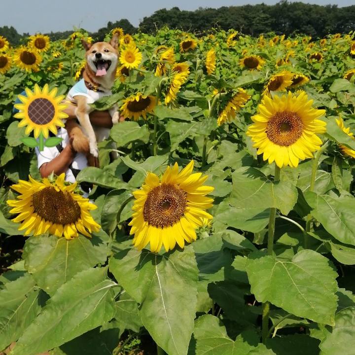 Dd0335de 3437 404f 996c 920f69d05492 1597473791546