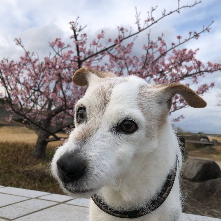 Dd03a2a1 9611 4443 8059 f15c0010ada8 1614343559113