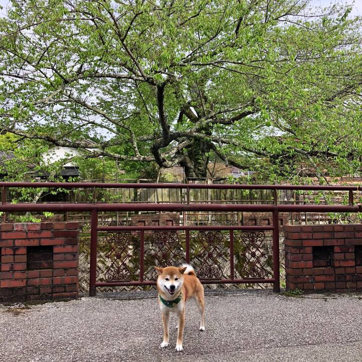 Dd0636b6 9c23 420c b856 de1e73ee231f 1524731017885