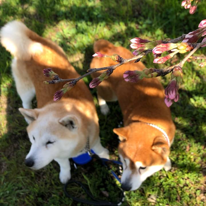 Dd0f48f9 63a7 4f7b 82df d91c25481351 1554072598257