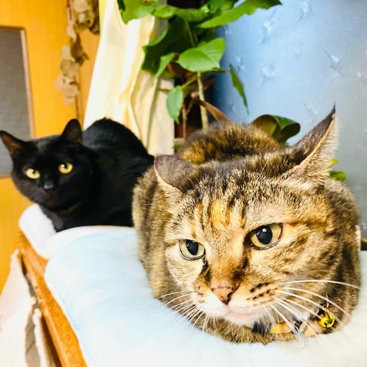 Dd10f1c4 4528 4176 99df 0eaf07f60913 1732836659681