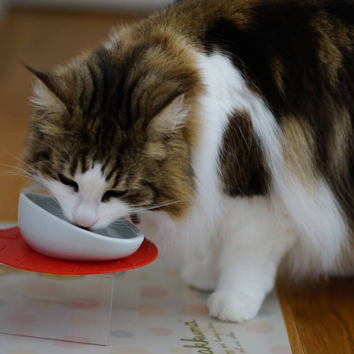 Dd11d5b0 f690 4112 9df4 cf6f8a796fa6 1616537669562