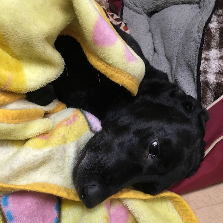 Dd126dd0 1d44 43f2 90f3 a7a55c9600d0 1509860494915