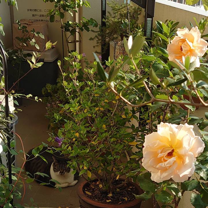 Dd133fec 9e61 4014 b514 60b7fdb6e506 1590789428118