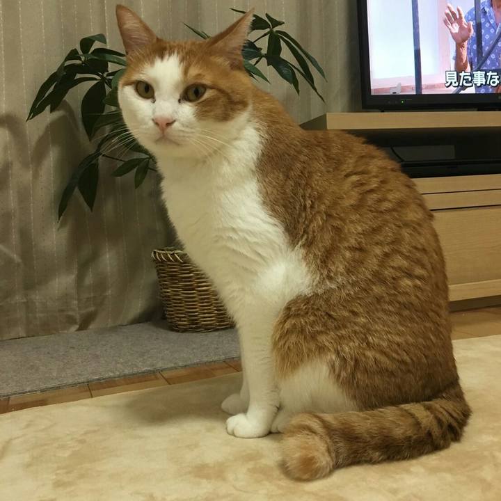 Dd138dde 1953 4eee b380 c4a2693dcf10 1508328677912