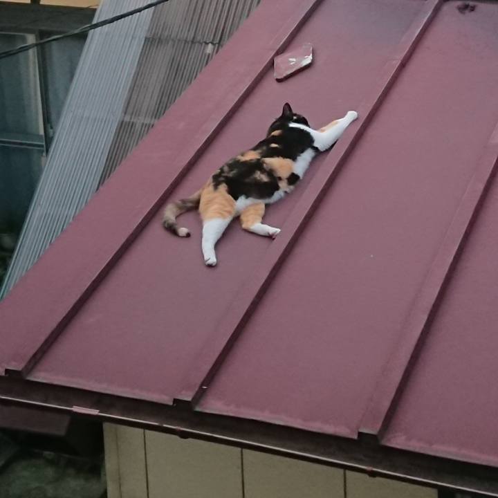 Dd15ea22 0eec 4275 9fab b2eb1c20c2ee 1531475581570