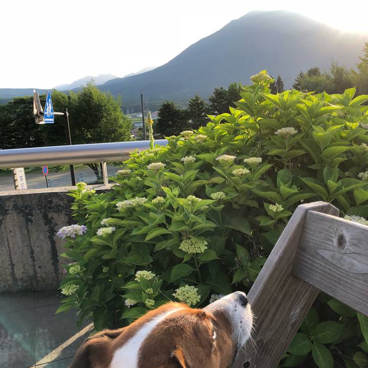 Dd160ba4 2af2 486c b5bf 330fcb15f703 1530445514735